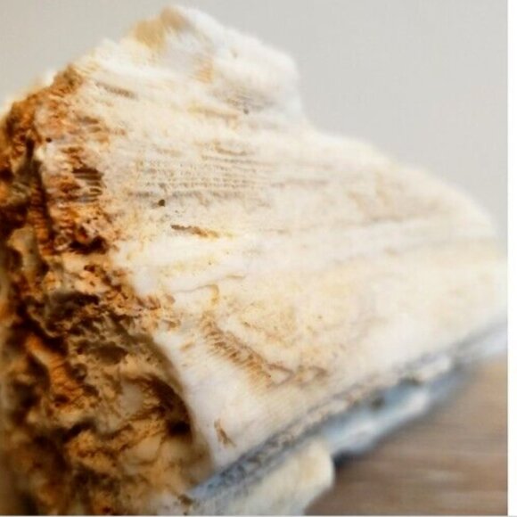 Large Vintage 1kg! Natural Real Sea Coral Specimen 6x5x4 Inches - Picture 7 of 9